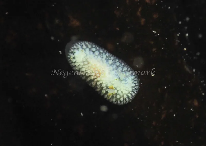 ​Onchidoris muricata  - Ammoniakhavnen - Foto: Jens Egon Jørgensen