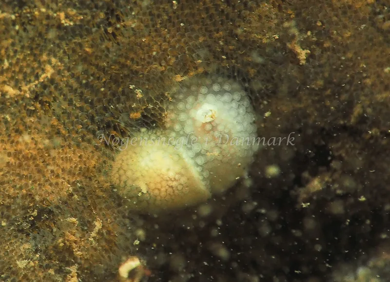 ​Onchidoris muricata  - Ammoniakhavnen - Foto: Jens Egon Jørgensen