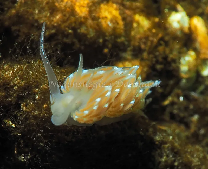 Facelina bostoniensis - Kollund Lillestrand - Foto: Jens Egon Jørgensen