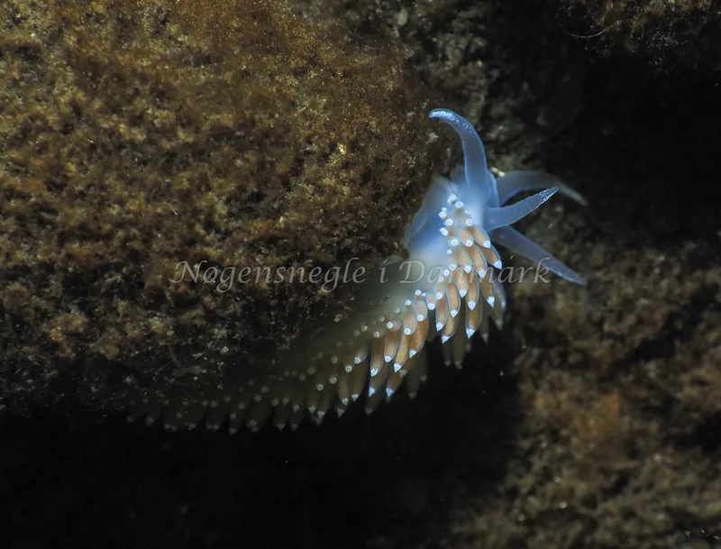 Coryphella verrucosa - Kollund Lillestrand - Foto: Jens Egon Jørgensen