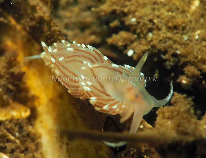 Facelina bostoniensis - Kollund Lillestrand - Foto: Jens Egon Jørgensen