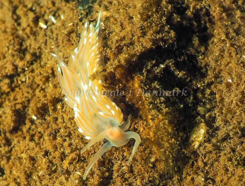 Facelina bostoniensis - Kollund Lillestrand - Foto: Jens Egon Jørgensen