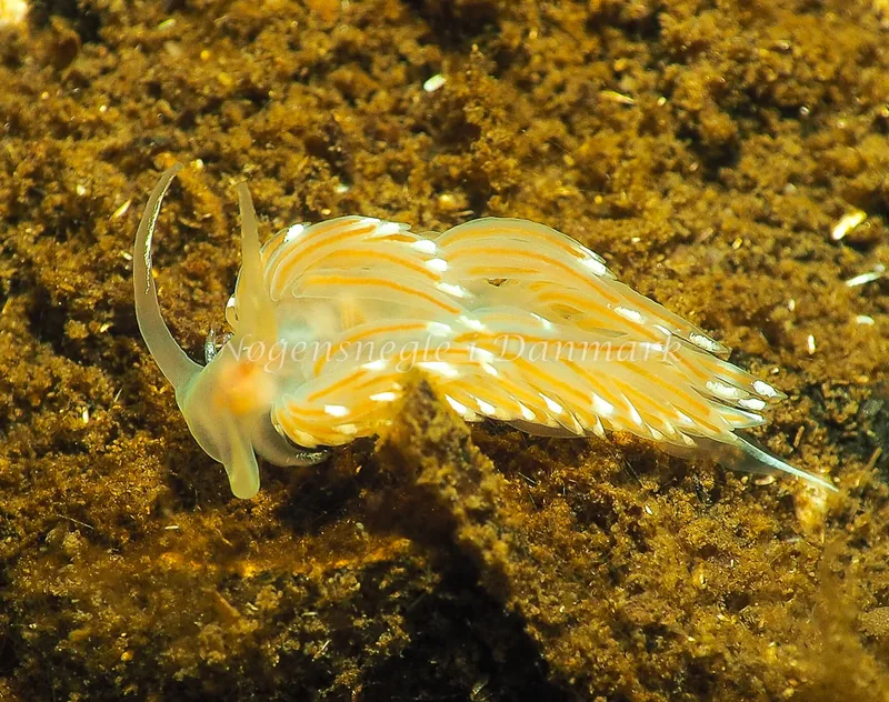 Facelina bostoniensis - Kollund Lillestrand - Foto: Jens Egon Jørgensen