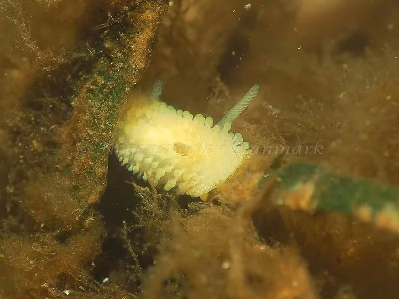 Onchidoris muricata - Kollund Lillestrand - Foto: Jens Egon Jørgensen