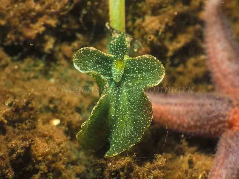 Elysia viridis (Saccoglossa) - Sønderhav Strand - Foto: Jens Egon Jørgensen