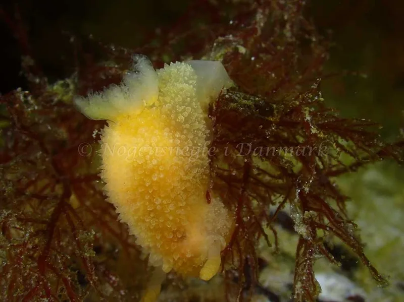 Acanthodoris pilosa - Grenaa Nordmolen - Foto: Per Søndergaard