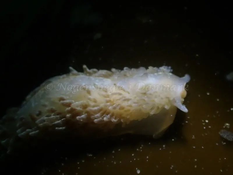 Aeolidia papillosa - Aarhus Ø Havn - Foto: Per Søndergaard