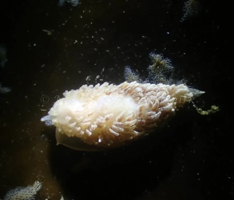 Aeolidia papillosa - Aarhus Ø Havn - Foto: Per Søndergaard