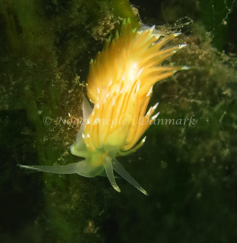 Facelina cf. bostoniensis - Noah´s Ark - Foto: Charlotte Grosen