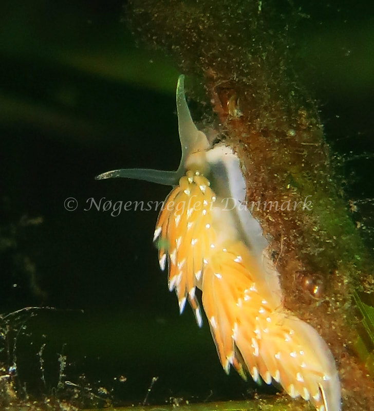 Facelina cf. bostoniensis - Noah´s Ark - Foto: Charlotte Grosen