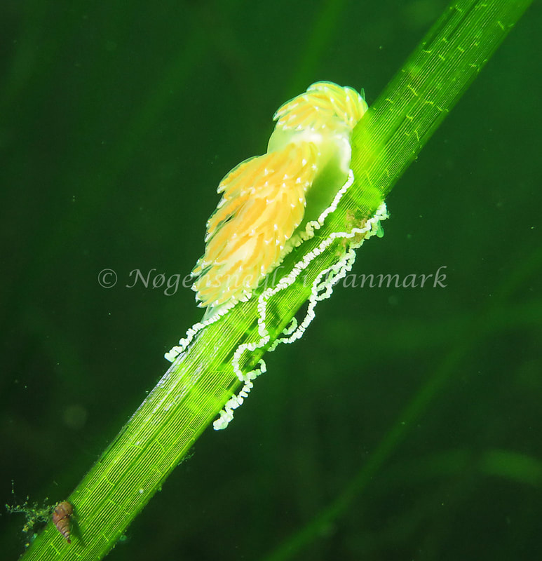 Facelina cf. bostoniensis - Noah´s Ark - Foto: Charlotte Grosen