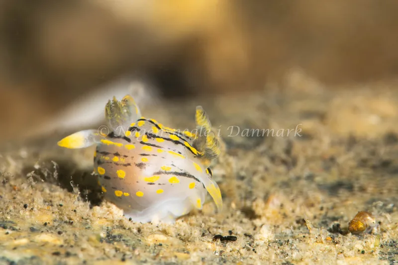 Polycera quadrilineata - Ammoniakhavnen - Foto: Helene-Julie Zofia Paamand