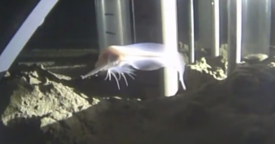 Scientists have recorded the Deepest fish ever in the Mariana Trench - amazing!