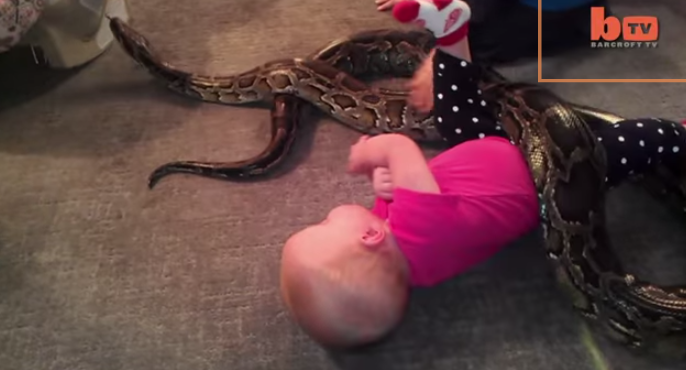 Baby Plays With 13-Foot Python!  Watch the video here 