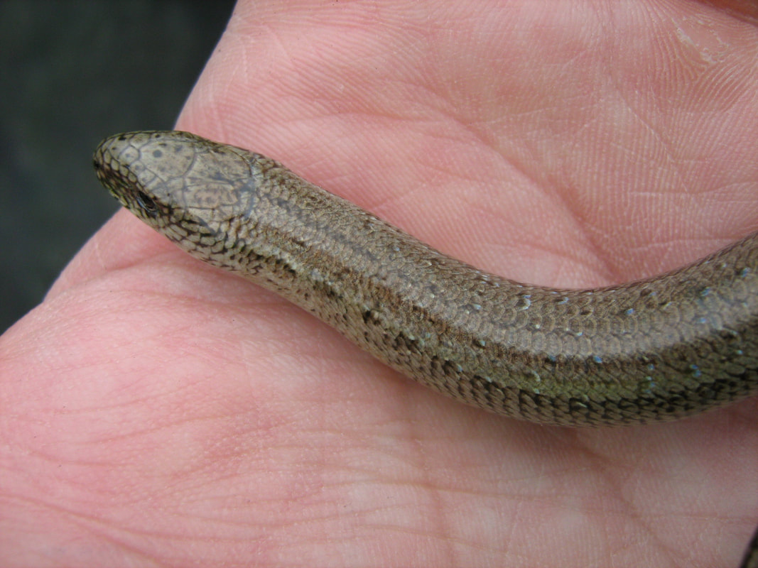 Slow worm recorded on Reptile Survey in Ipswich Suffolk