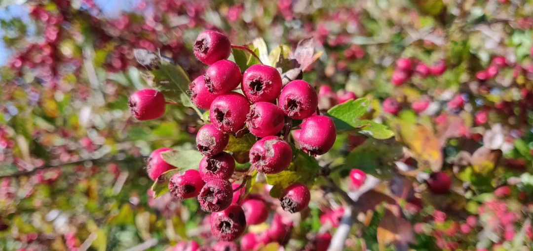 Hawthorn (Crataegus monogyna) - a rich source of food for hedgerow birds in Autumn and Winter