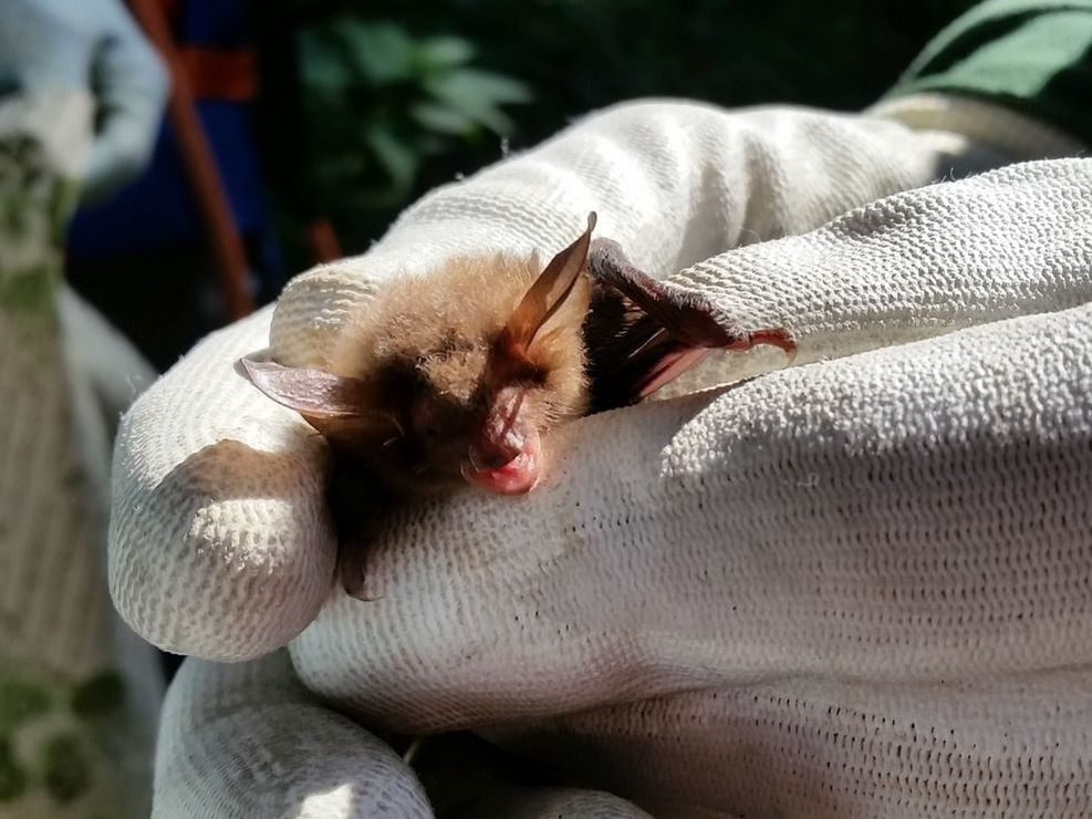Preliminary Roost Assessment, Bat Activity Transects and Dusk / Dawn Surveys