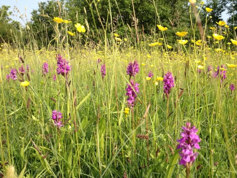 Ecological Surveys