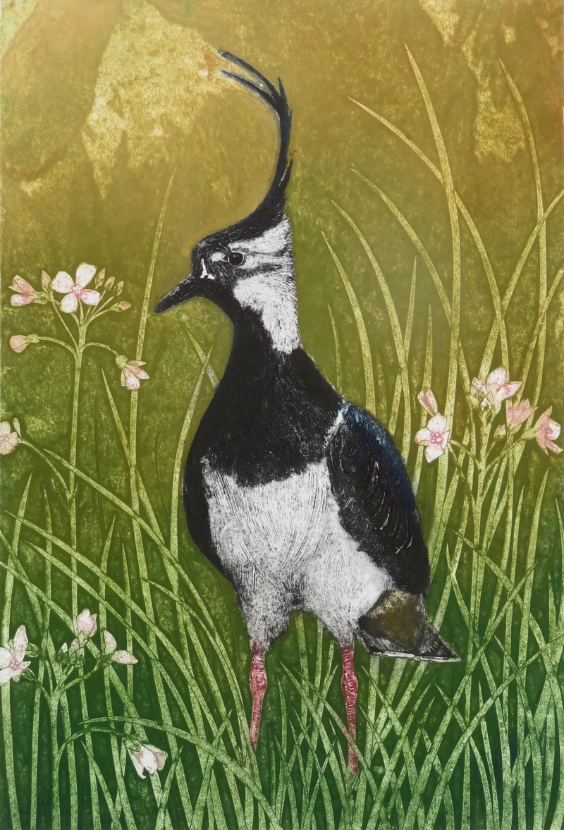 Lapwing and Cuckoo Flower - Hester Cox
