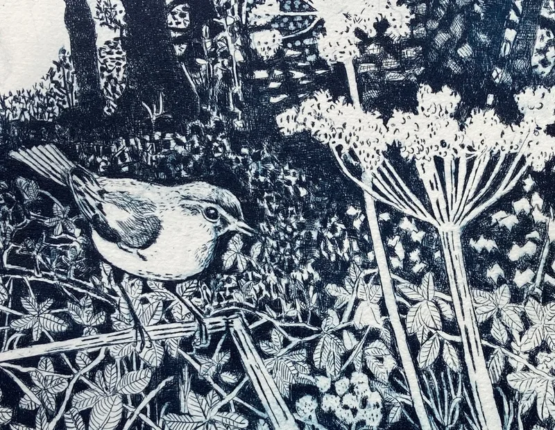 Chiff Chaff  - Field Notes - Janis Goodman