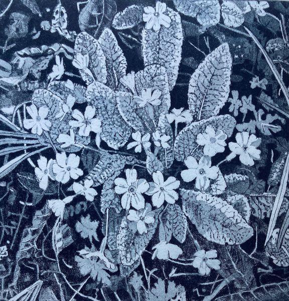 Primroses