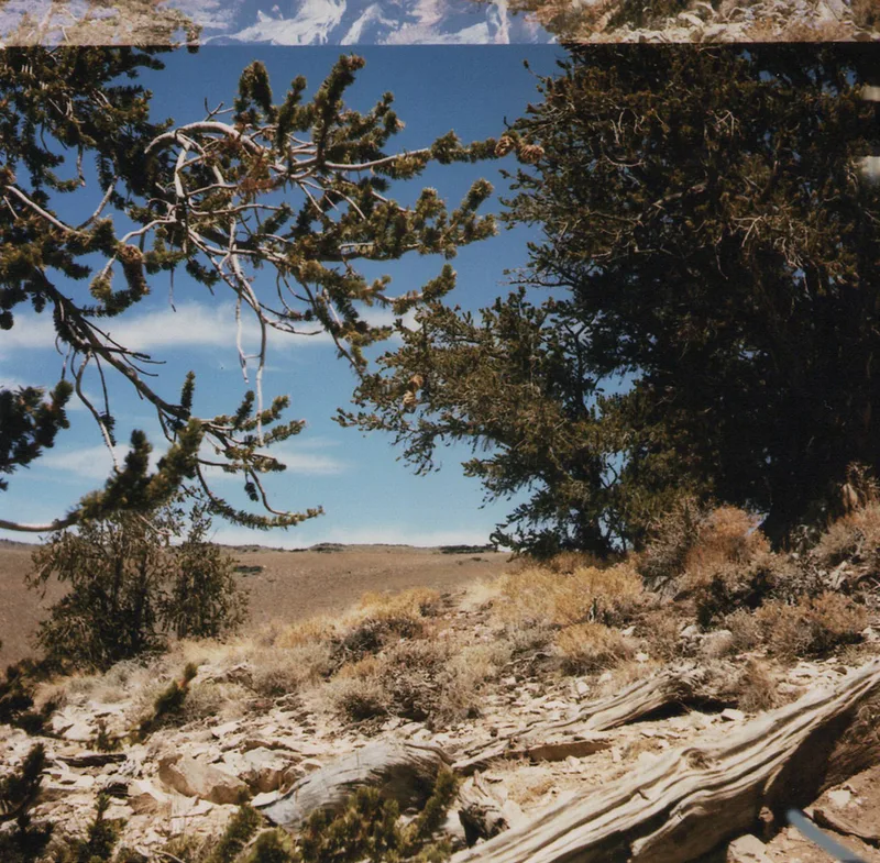 Ancient Bristlecone Pine Forest