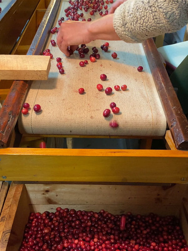 Cranberry Bog Tours