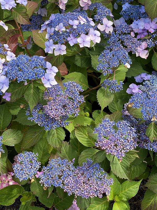 Cape Cod Hydrangea Festival Lacecap Hydrangea Serrata