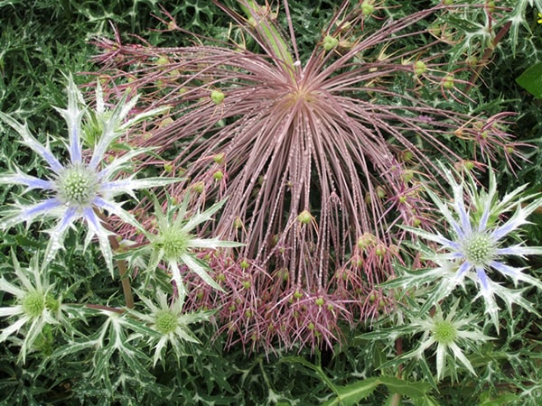 Lacock Abbey England Botanic Garden Allium