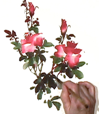 Image description