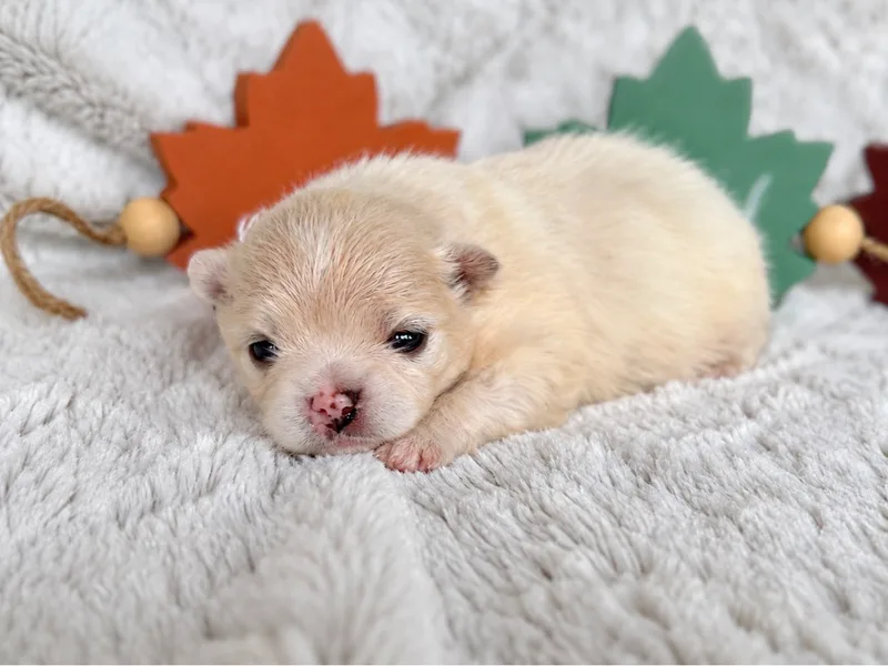 Cream Male - $3000 + GST
