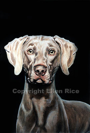 Oil portrait of Weimaraner emerging from  the woods.