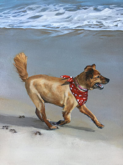 Portrait of family's best friend, running down the beach wearing  and watching the ocean.
