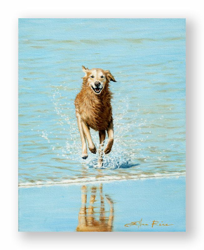 Oil painting of a happy, wet Golden Retriever charging toward you in the surf.