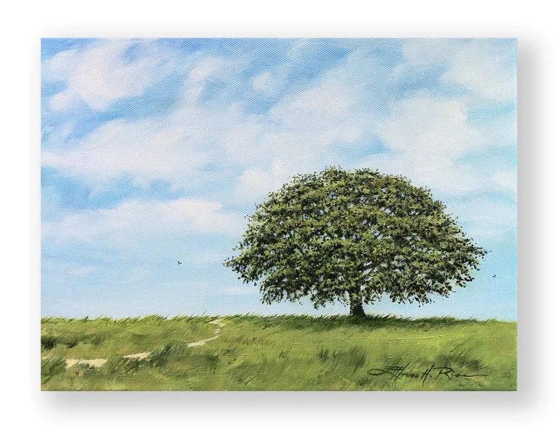 A tree that is shaped like an upside down umbrella once shaded children playing among its stairway branches. 