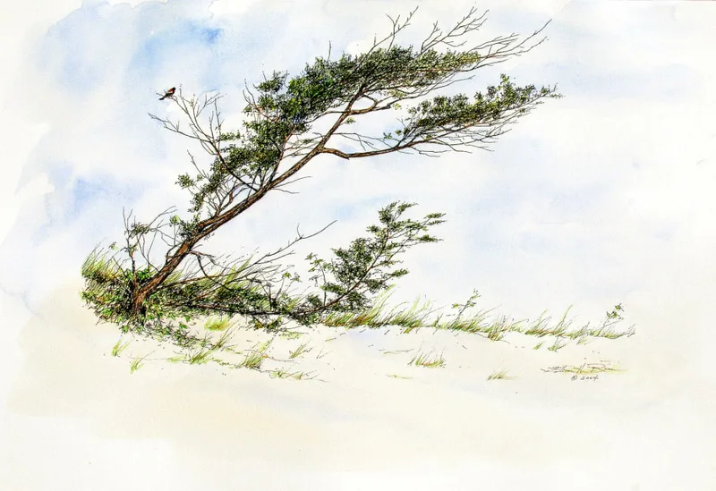 Beach painting of a wind whipped scrub pine on a dune with a red-winged blackbird singing in its branches.