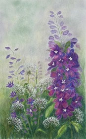 My Delphenium
Colored Pencil Sold
