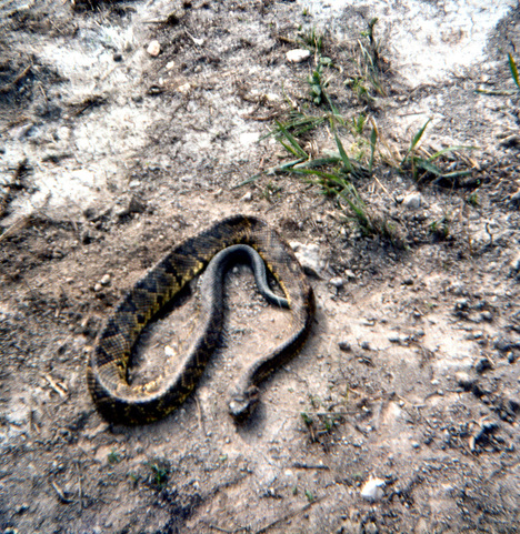 Image description