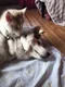 carousel chooser