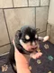 carousel chooser