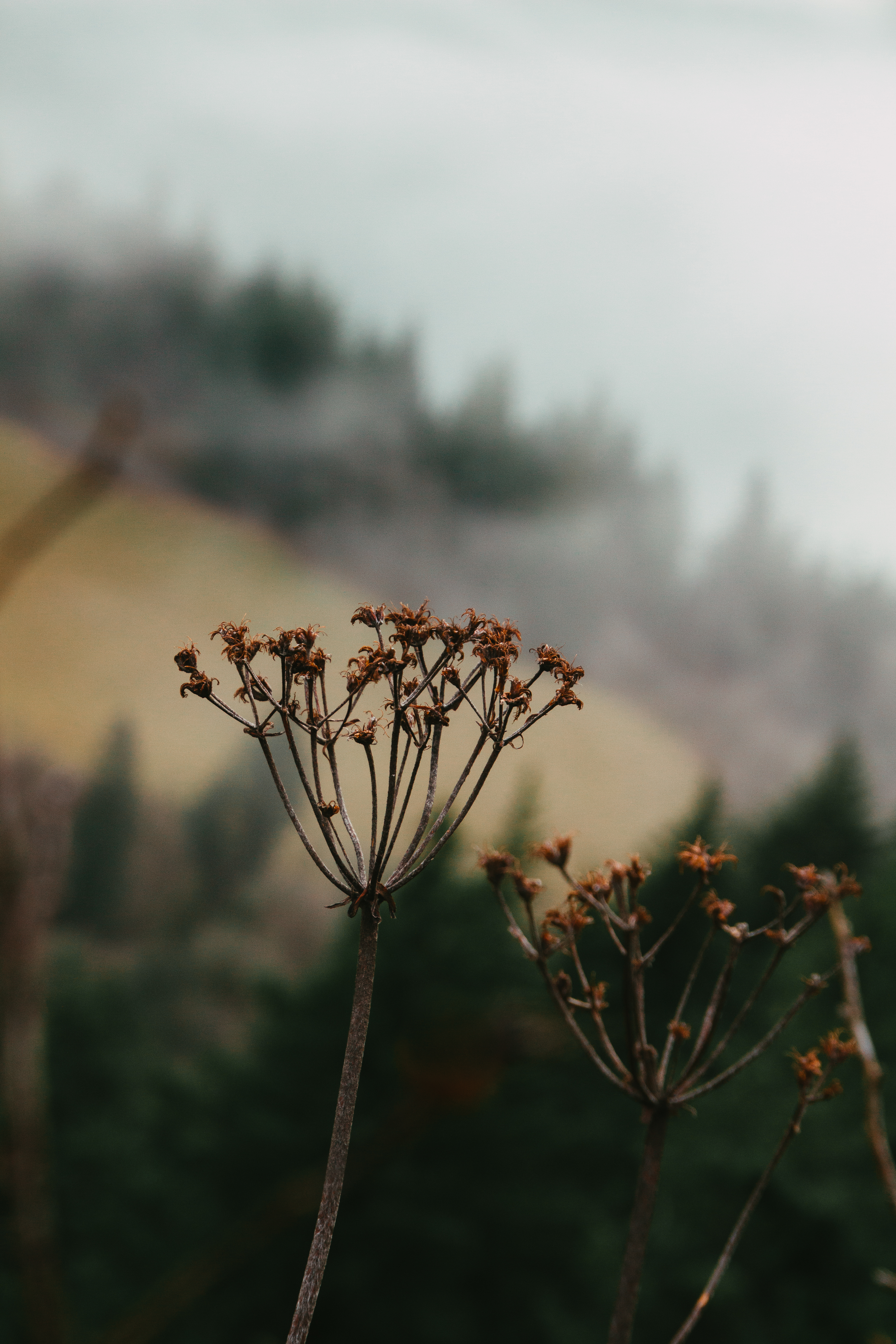 Dried cow-parsley in a field with blurred background.