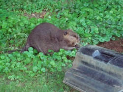 Image description