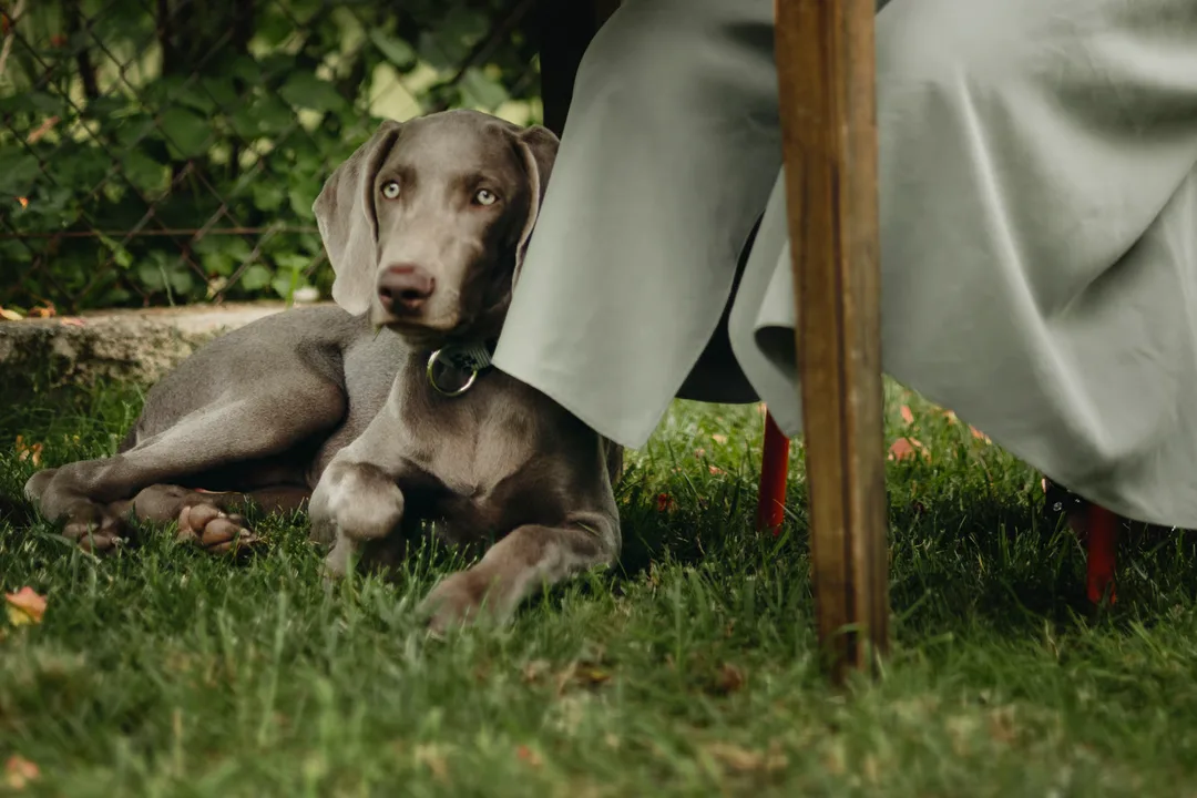 Event pet chaperone service for all pets. Weddings, photoshoots, family reunions, and more