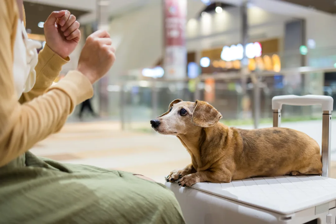 Round trip pet transport, via airport or ground travel