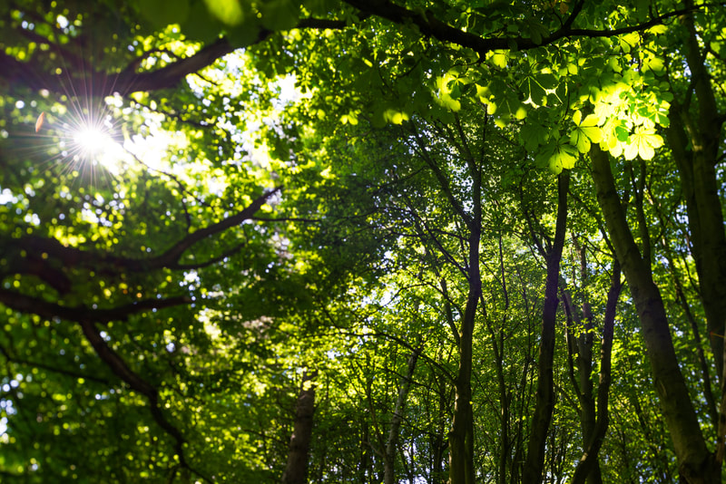 sunlight through leaves along the canal 