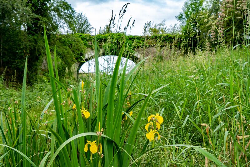 wetland in the canal basin 