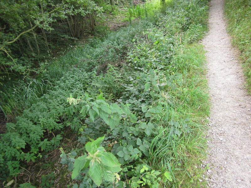 Sedgwick Canal Wildlife Area path