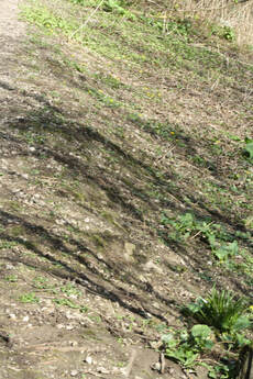 woodland recovery 2