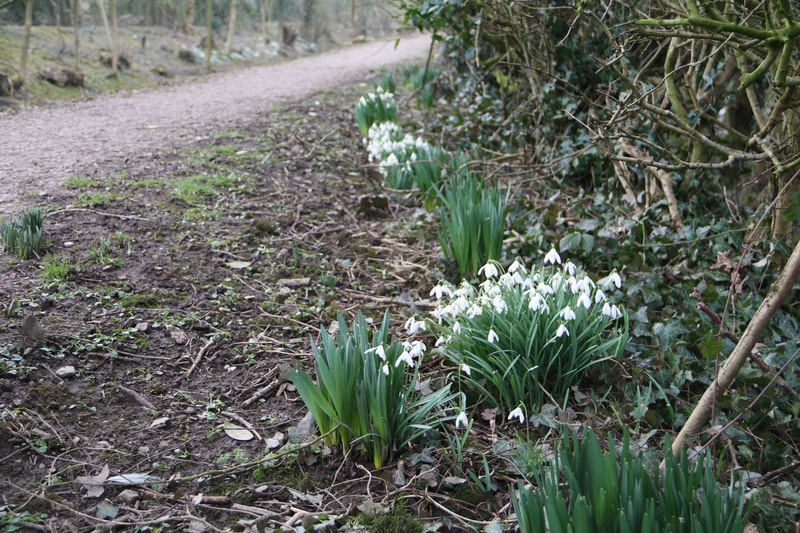 snowdrops at Sedgwick Canal Wildlife Area