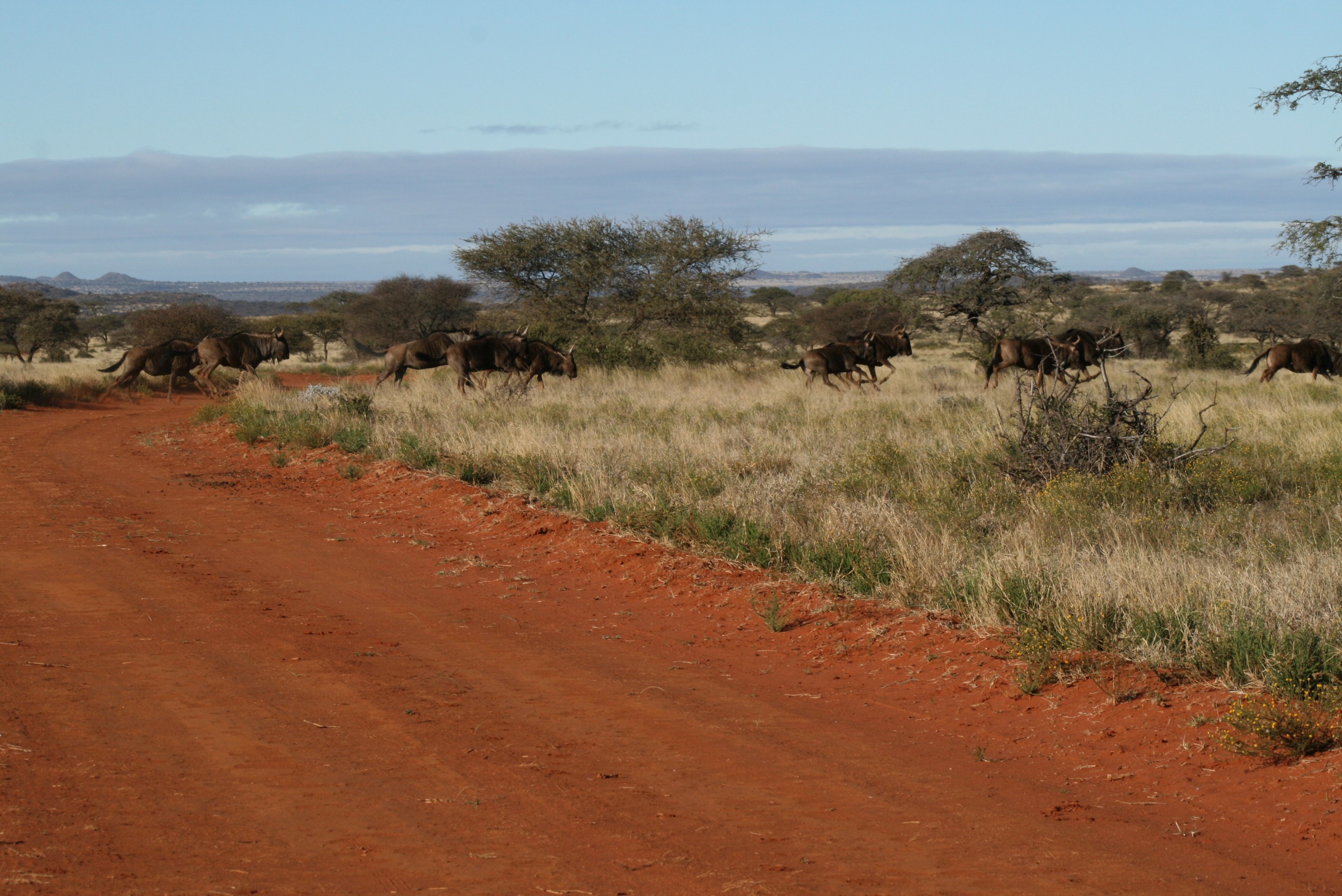 Blue wildebeest crossing a red gravel road in Mokala National Park near Kimberley during a self-drive safari.